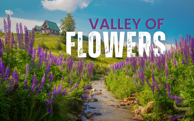 Petals and Pathways! Stunning Flower Valleys in India to Explore