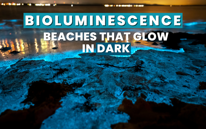 Enchanted Shores: 6 Bioluminescent Beaches that Glow in the Dark